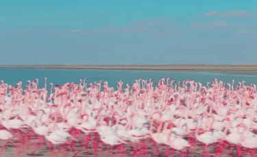 Маңғыстаудағы Қаракөлге қоқиқаздар ұшып келді