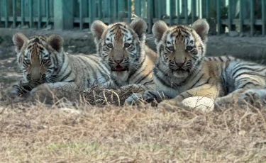Алматы зообағында үш амур жолбарысының күшігі дүниеге келді