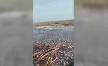 Массовая гибель рыбы: в трех водоемах Петропавловска зафиксирован частичный замор