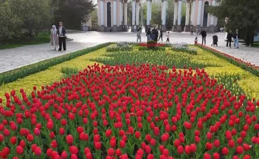Алматы расцвёл: тюльпаны стали символом весны в мегаполисе