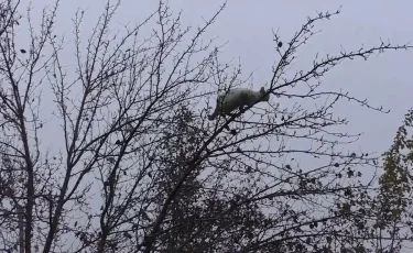 Трагедия из-за сострадания: павлодарец сорвался с шестиметровой высоты, спасая кота