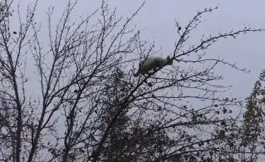 Трагедия из-за сострадания: павлодарец сорвался с шестиметровой высоты, спасая кота