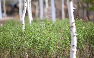 Таза Қазақстан: екі жылда 5,5 миллионға жуық тал егілді