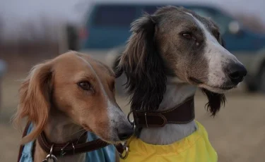 Куәлік кім берілді: қазақы тазылардың байқауы өтті