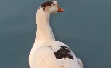 Неожиданный гость в Центральном парке отдыха: китайский гусь оказался среди уток