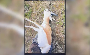 Жамбыл облысында қарақұйрықты заңсыз аулағандар анықталды