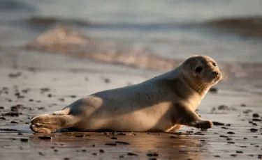 Каспий жағалауында жүзге жуық өлі итбалық табылды