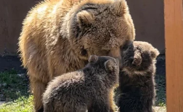 В Алматинском зоопарке родились краснокнижные медвежата