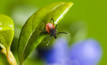 7 өңірде қауіп жоғары: кене шағуынан қалай қорғануға болады