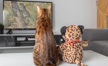 Все как у людей: специальный телеканал для кошек и собак появился в Китае