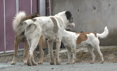 Қаңғыбас иттерге қамқорлықпен қарау қоғам арасына сына қақпауға тиіс - Президент