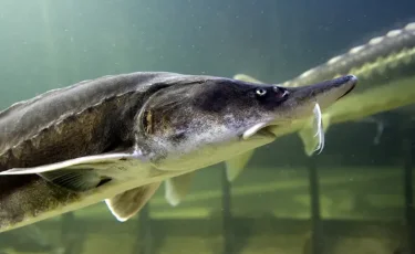 Енді бекіре тұқымдас балық пен уылдырық сатып алғандар қылмыстық жауапқа тартылады