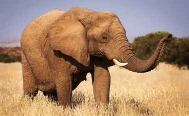 На глазах у туристов: владелец сафари-парка погиб после нападения слона в ЮАР