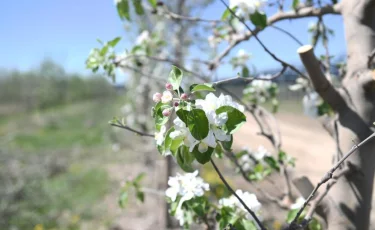 Алматы облысында алма бақтар гүлдеді