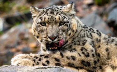 Cнежный барс стал талисманом VI Всемирных Игр Кочевников