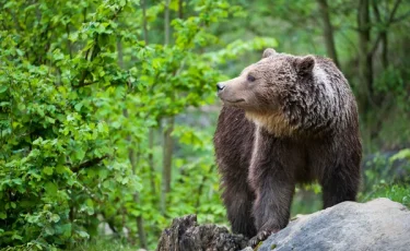Медведи вышли из спячки: в Японии зафиксирована первая смертельная атака