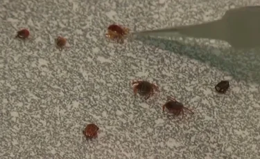 Энцефалитная угроза: в эндемичных районах Акмолинской области проснулись клещи