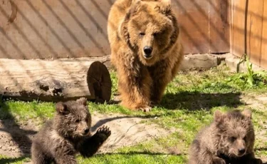 Алматы зообағында Қызыл кітапқа енген қонжықтар дүниеге келді