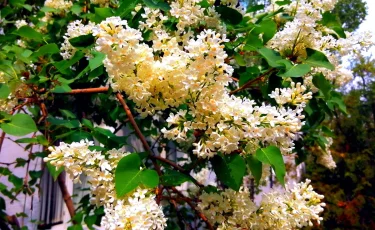 Погода в Алматы с 13 по 19 апреля 2026