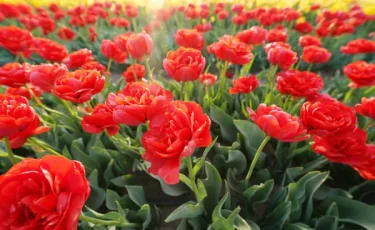 Көктем көркі: Қазақстанда қызыл кітапқа енген сирек қызғалдақ гүлдеді