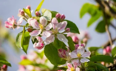 Весеннее чудо Жетысу: в Казахстане пройдет фестиваль яблони Сиверса