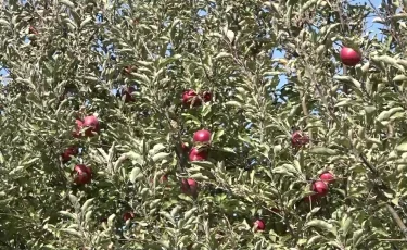 Шымкентте алма бағы бағдарламасымен 750 млн теңгеден астам қаржы жымқырылған