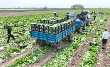 Түркістан облысының диқандары Ресейге қырыққабат өнімін экспорттады