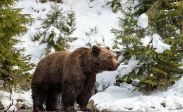 Весна пришла: в Восточном Казахстане проснулись медведи