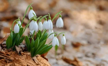 19 апреля — День подснежника: праздник первых весенних цветов