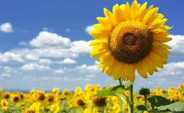 Фитосанитариялық инспекторлар қауіпті өнімнің елге енуін тоқтатты