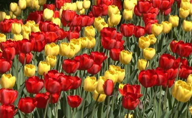 Алматыда гүлзарлар аумағы ұлғайтылады