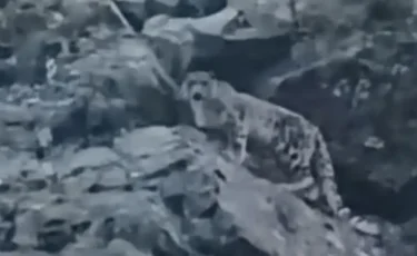 Сирек сәт: Алтын-Емелде қар барысы камераға түсіп қалды