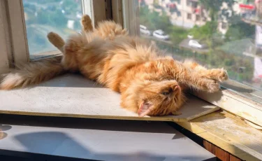 Ветеринары бьют тревогу: домашние кошки гибнут за 20 минут