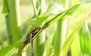 Шегірткеге қарсы науқан: Алматы облысында 1,8 млн гектар жер бақылауға алынады