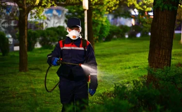 30-дан астам зиянкес түрі тіркелген: Алматыда  жасыл қорды санитарлық қорғау шараларының алғашқы кезеңі  басталды