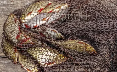 Не только браконьеры: в Казахстане накажут и покупателей незаконной рыбы и икры