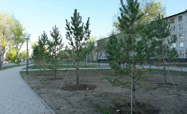 Таза Қазақстан: Биыл Семейде 8 мың түп ағаш егіледі