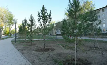 Таза Қазақстан: биыл Семейде 8 мың түп ағаш егіледі