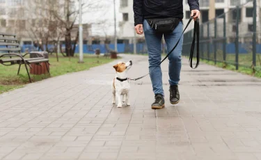 Весна пришла: опасности, о которых забывают владельцы собак