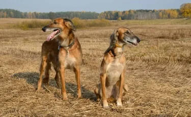 День казахского тазы и тобета: новый праздник появится в Казахстане