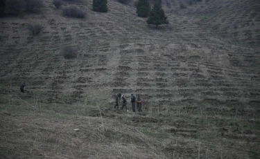 Алматы облысында орман қоры ұлғайып келеді