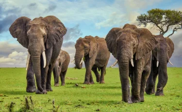 Попал в засаду: американский миллионер погиб в Африке во время сафари