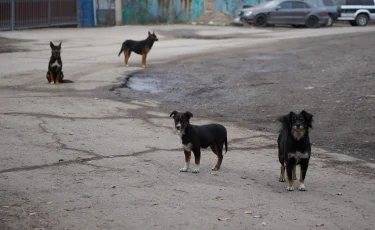 В Казахстане обсуждают новые меры регулирования численности бездомных животных