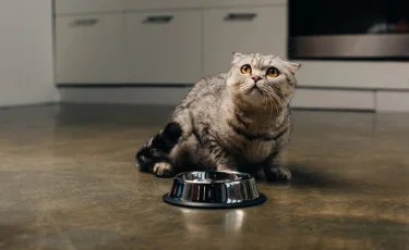 Не только собаки: в Костанайской области выросло число пострадавших от укусов животных