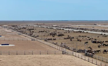 Түркістан облысында 50 мың басқа арналған ауқымды ферма салынып жатыр