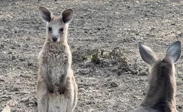 Алматы хайуанаттар бағында үш кенгуру төлі дүниеге келді