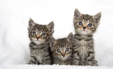 Возвращали к жизни: в Алматы пожарные спасли кошек из горящей квартиры