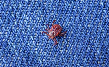 Неочевидная угроза: учёные объяснили, как клещи выживают в домашних условиях