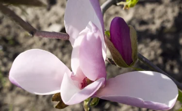 Краски весны: в Ботаническом саду Алматы зацвели магнолии (видео)