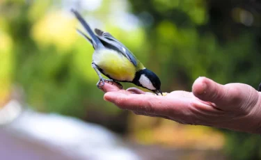 Экологический праздник: 1 апреля отмечается Международный день птиц